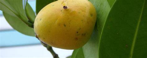 禁忌意思 福木的果實可以吃嗎